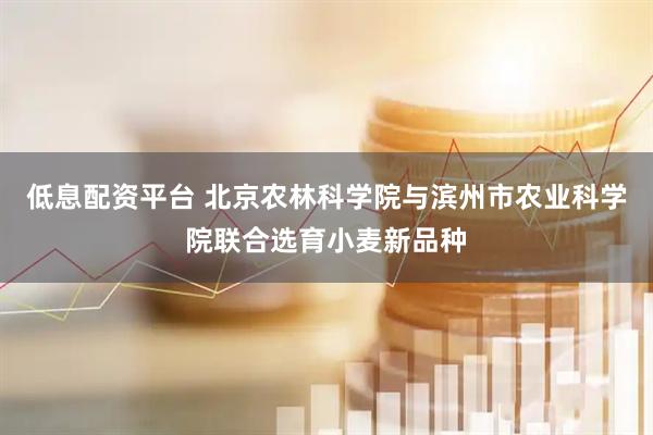 低息配资平台 北京农林科学院与滨州市农业科学院联合选育小麦新品种