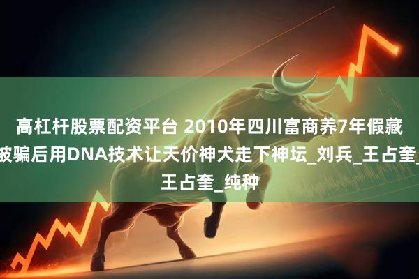 高杠杆股票配资平台 2010年四川富商养7年假藏獒，被骗后用DNA技术让天价神犬走下神坛_刘兵_王占奎_纯种